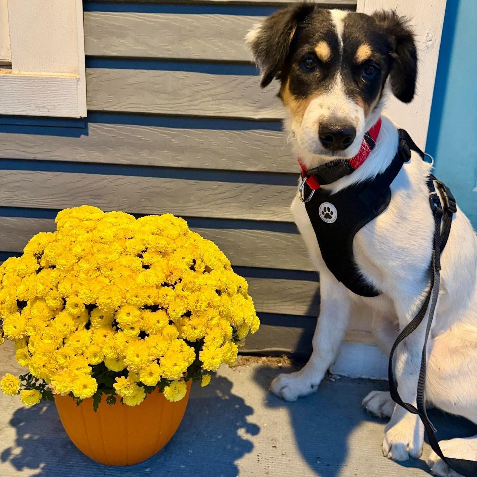 Enlarge Shem, a Adoptable mixed breed in Glenolden, PA image 5/6