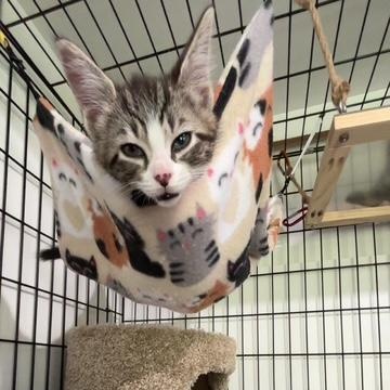 Ocean, an adopted Domestic Long Hair in Ashland, OH image 1/6