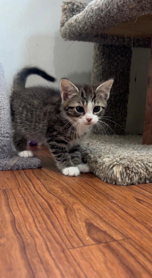 Ocean, an adopted Domestic Long Hair in Ashland, OH image 3/6