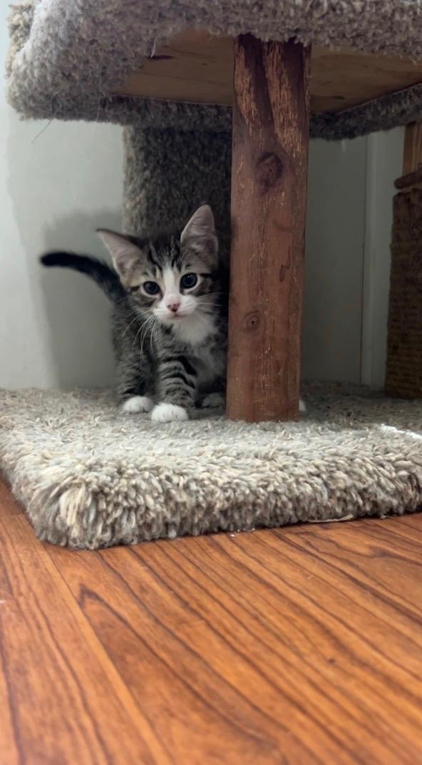 Ocean, an adopted Domestic Long Hair in Ashland, OH image 6/6