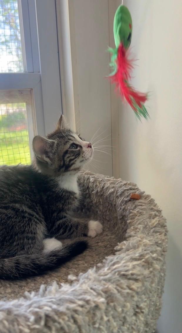 Ocean, an adopted Domestic Long Hair in Ashland, OH image 2/6
