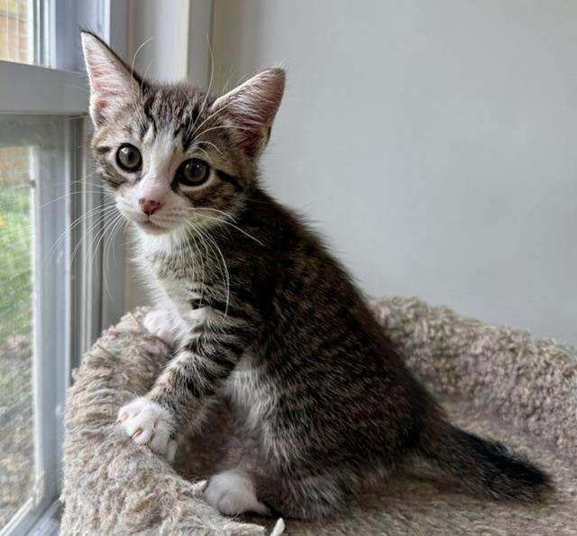 Ocean, an adopted Domestic Long Hair in Ashland, OH image 4/6