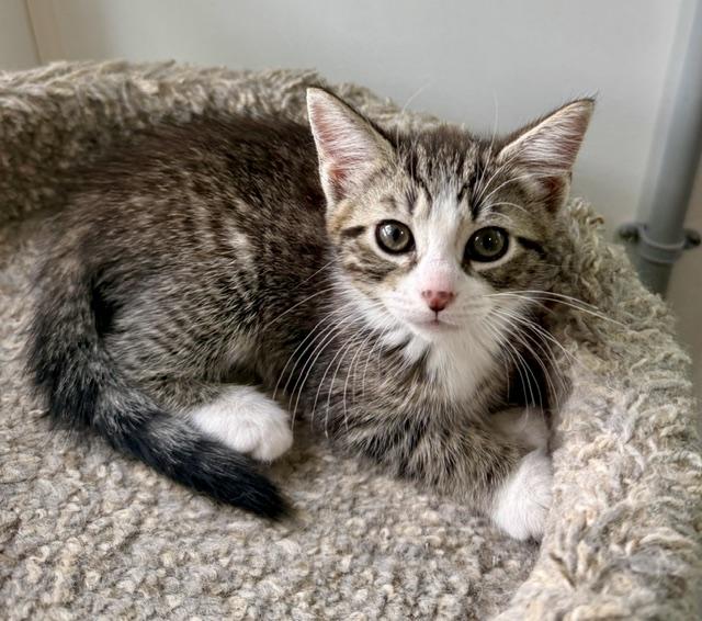 Ocean, an adopted Domestic Long Hair in Ashland, OH image 5/6