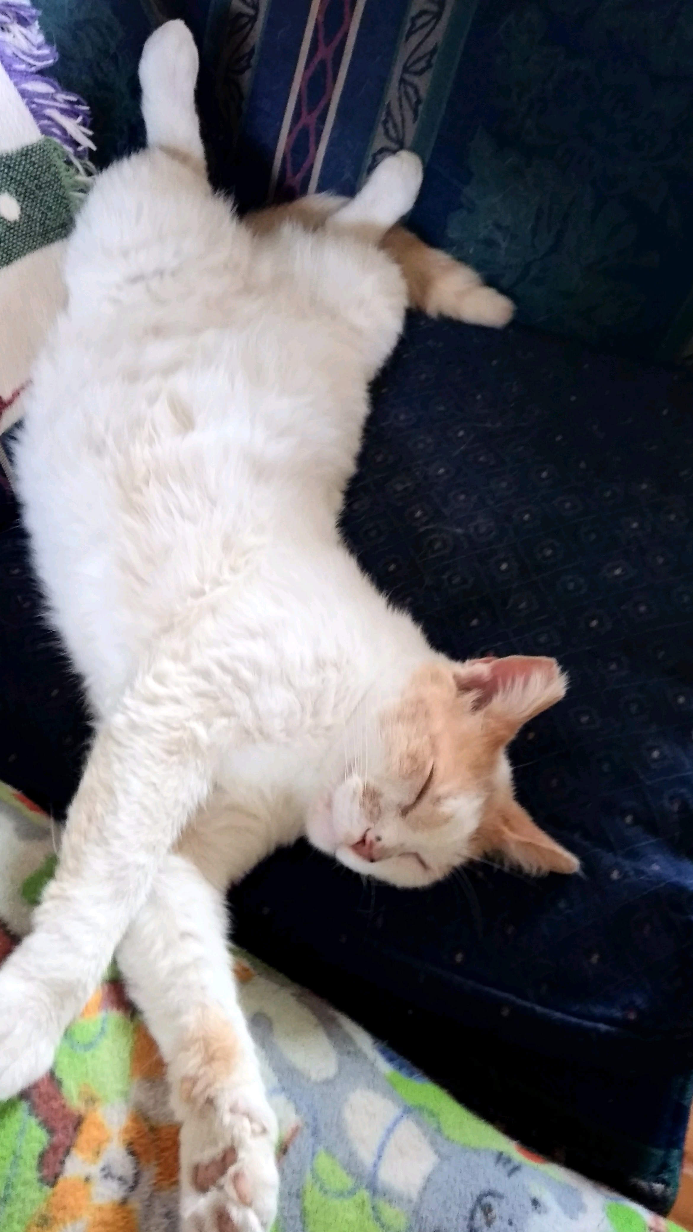 Buddy, Adoptable, Adult Male Domestic Short Hair.