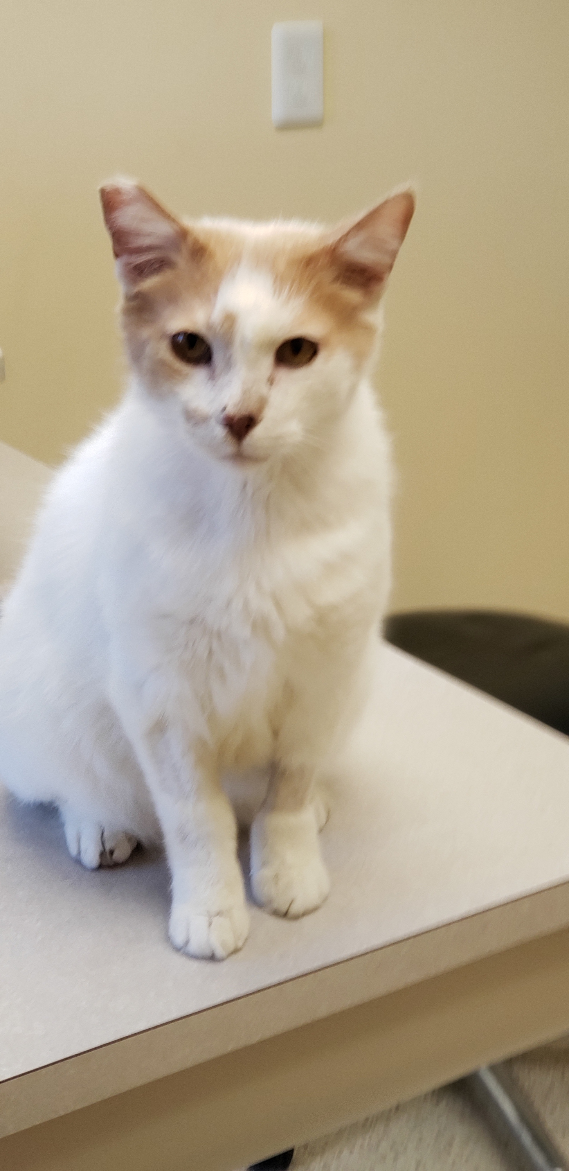 Enlarge Buddy, a Adoptable Domestic Short Hair in Clarksville, IN image 2/3