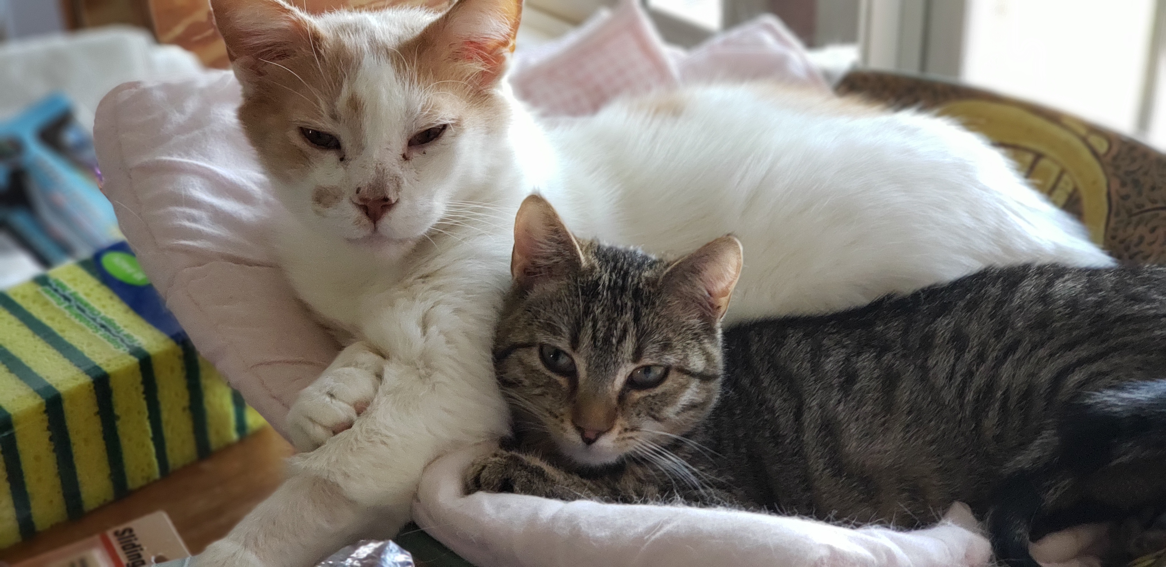 Enlarge Buddy, a Adoptable Domestic Short Hair in Clarksville, IN image 3/3