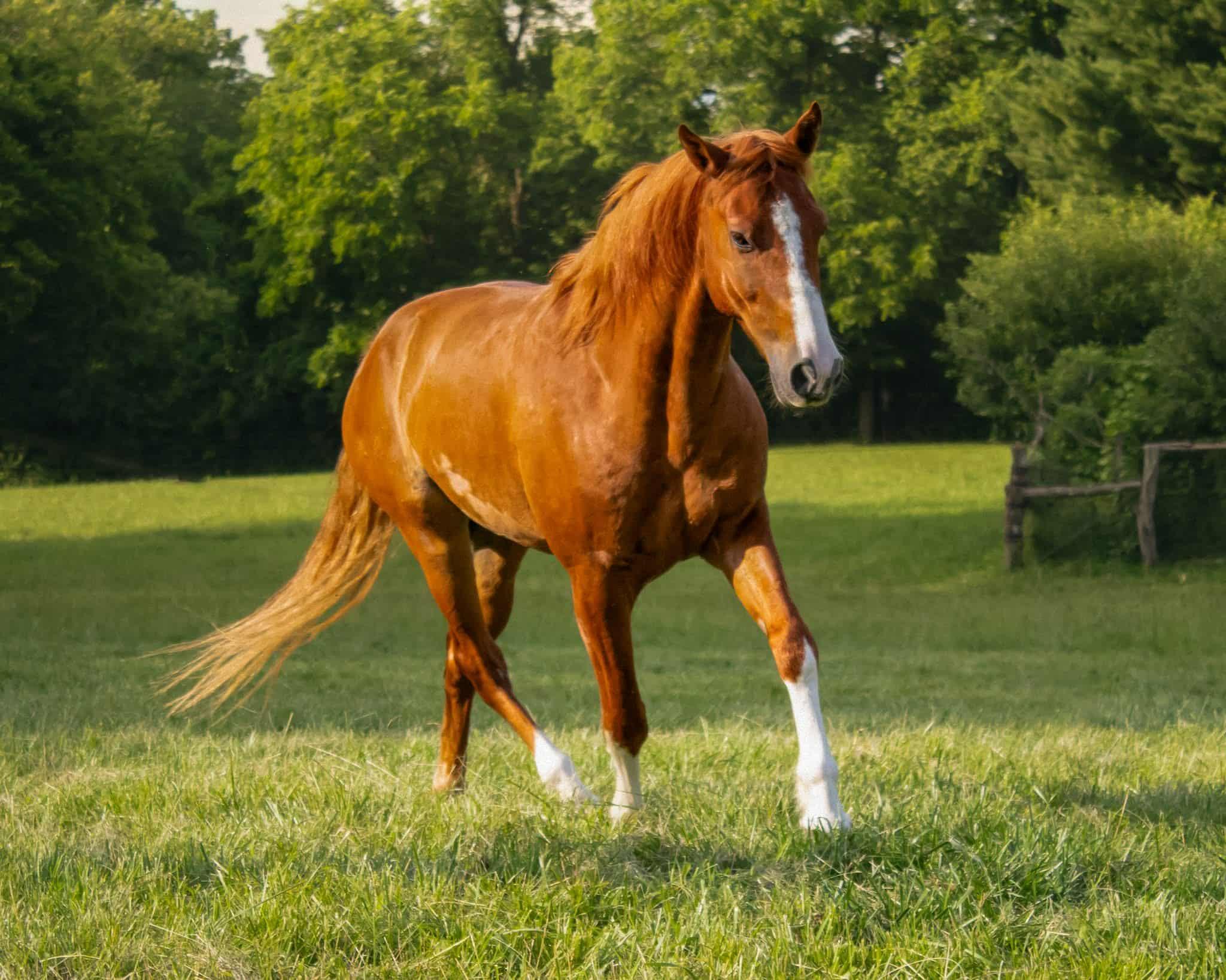 Killian - ATFO 2025 Platinum Division, Adult Male Grade