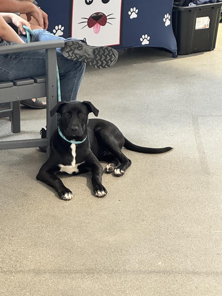 Enlarge Larry, a Adoptable mixed breed in Deerfield, MI image 1/5