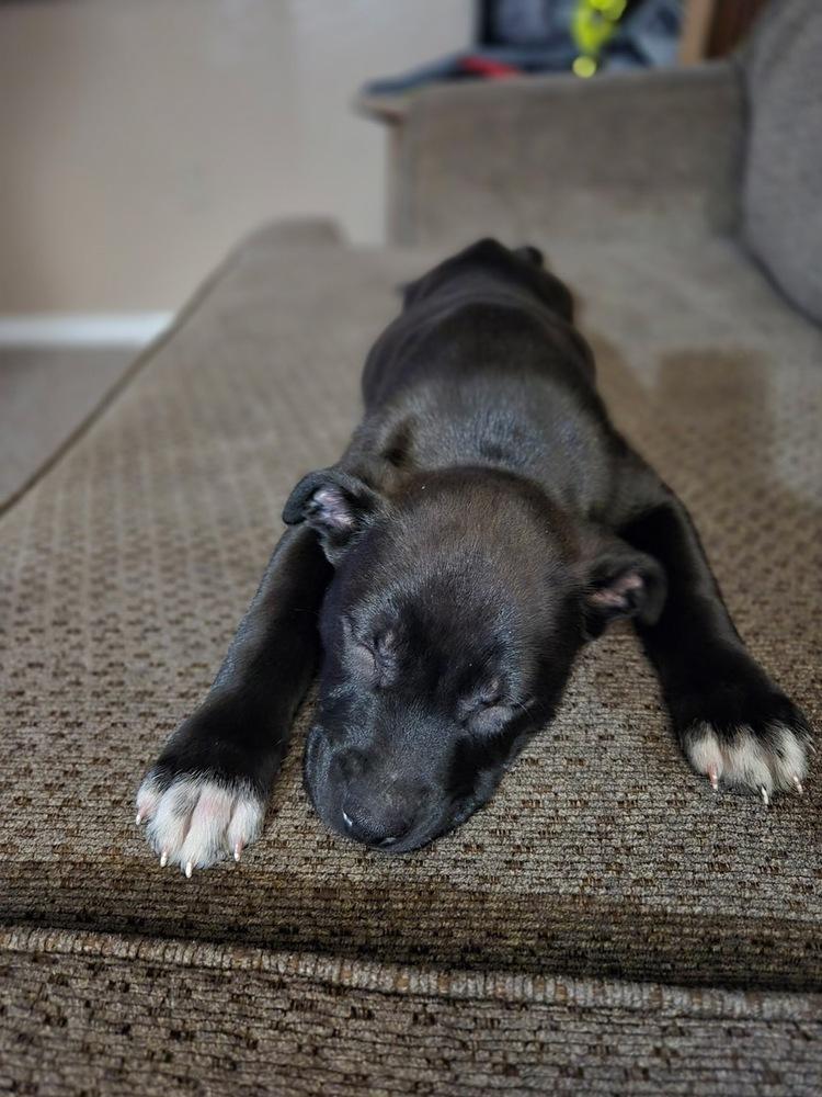 Enlarge Larry, a Adoptable mixed breed in Deerfield, MI image 2/5