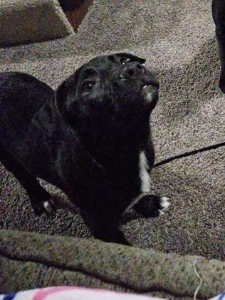 Enlarge Larry, a Adoptable mixed breed in Deerfield, MI image 3/5