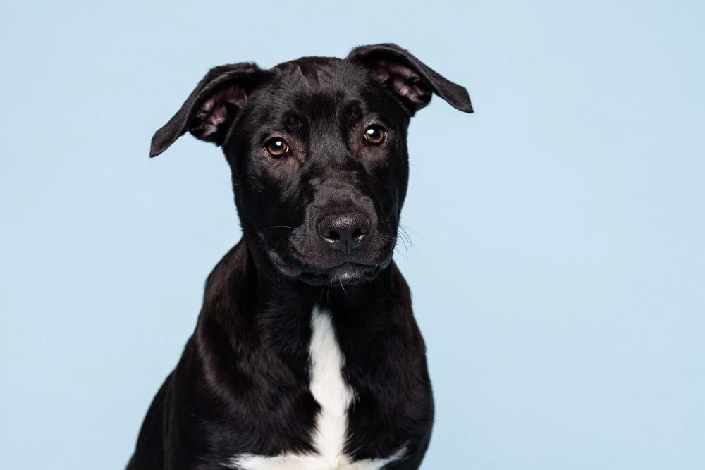 Enlarge Larry, a Adoptable mixed breed in Deerfield, MI image 5/5