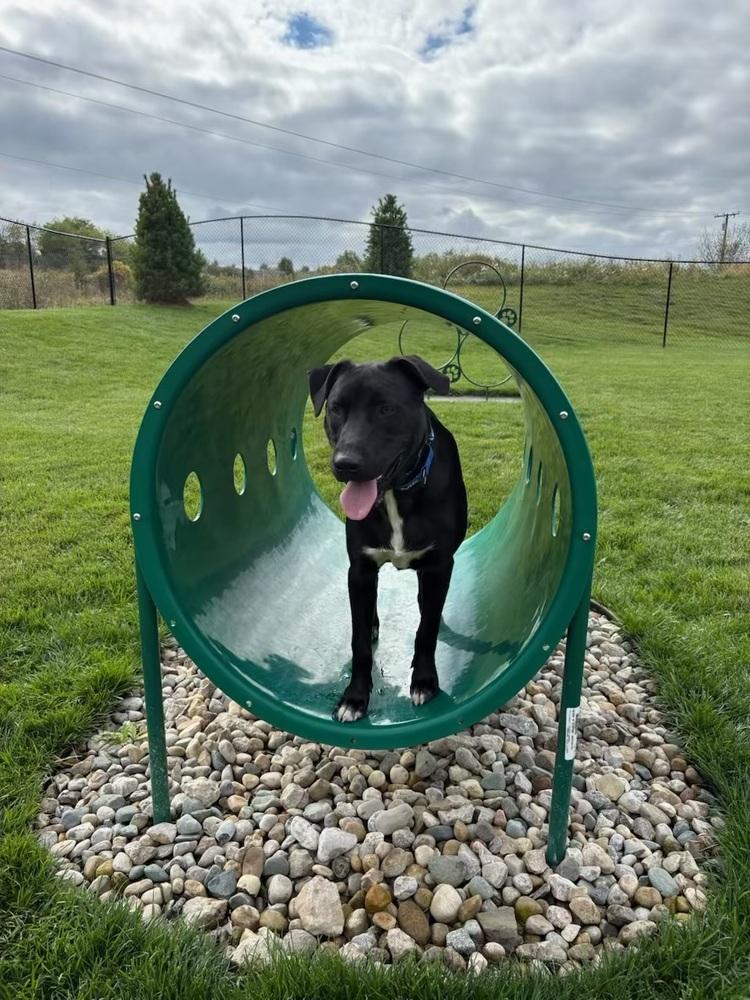 Enlarge Larry, a Adoptable mixed breed in Deerfield, MI image 6/6