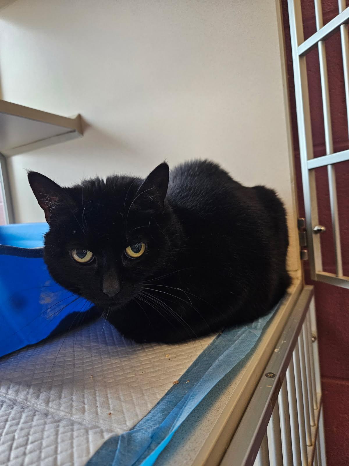 Lucy, ADOPTABLE, Adult Female Domestic Short Hair.