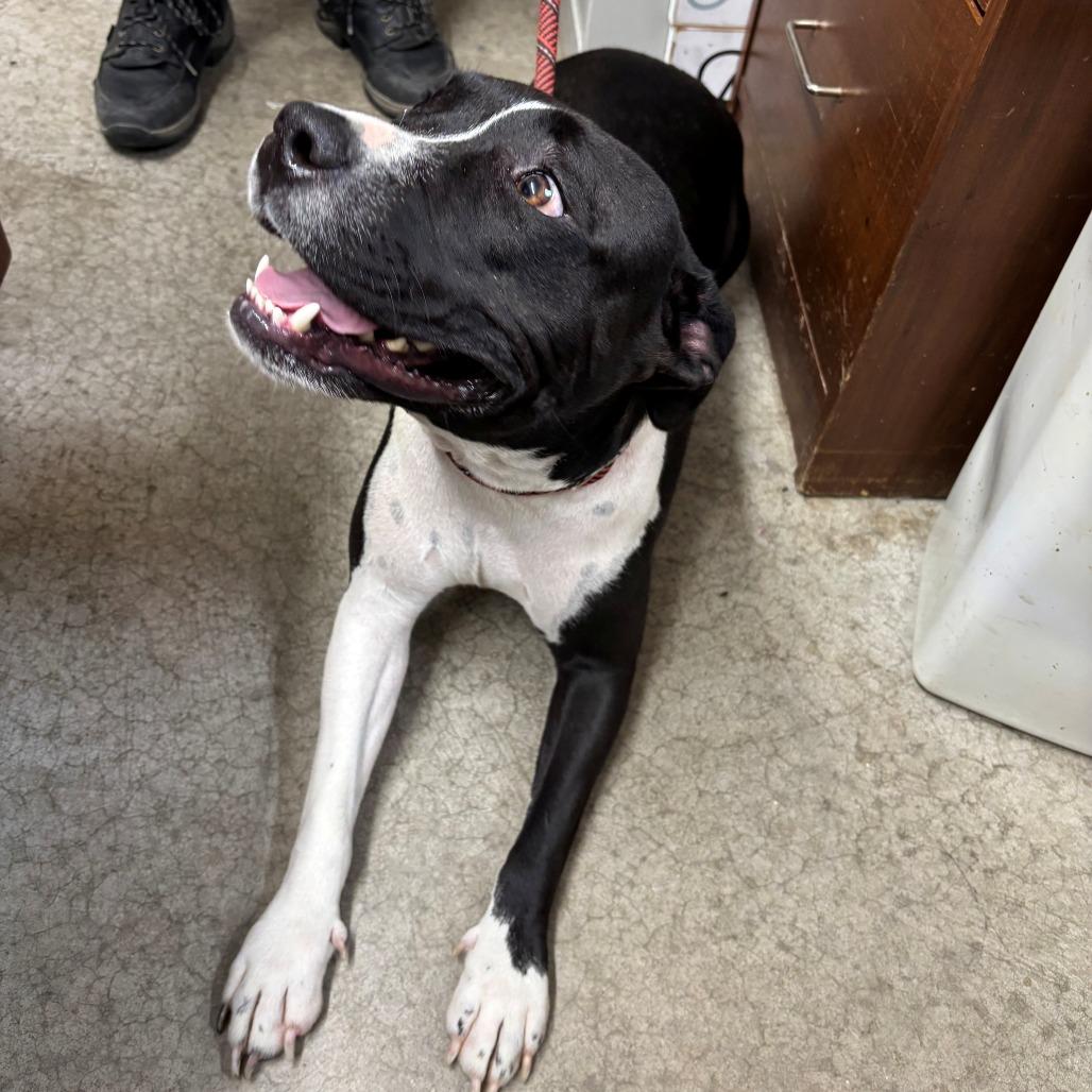 Roxy, Adoptable, Young Female Pit Bull Terrier.