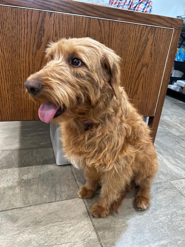 Enlarge Brownie, an adopted Golden Retriever in Lexington, KY image 4/4