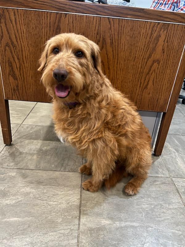 Enlarge Brownie, an adopted Golden Retriever in Lexington, KY image 2/4