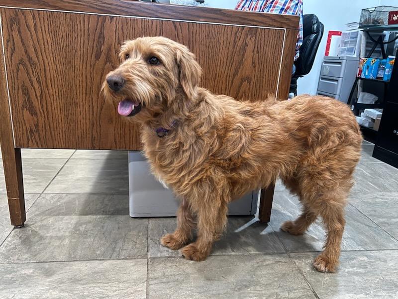 Enlarge Brownie, an adopted Golden Retriever in Lexington, KY image 1/4