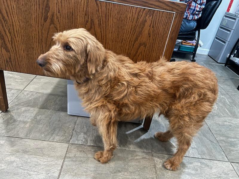 Enlarge Brownie, an adopted Golden Retriever in Lexington, KY image 3/4