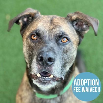 Amstel, adoptable, Adult Male German Shepherd Dog & Miniature Poodle.