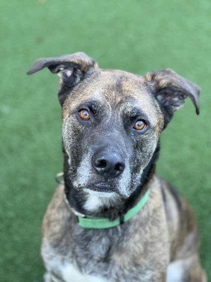 Enlarge Amstel, an adoptable mixed breed in Sacramento, CA image 3/4
