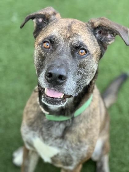 Enlarge Amstel, an adoptable mixed breed in Sacramento, CA image 2/4