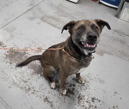 Enlarge Amstel, an adoptable mixed breed in Sacramento, CA image 4/4