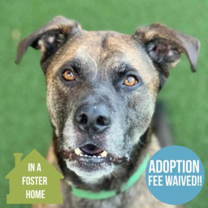 Enlarge Amstel, an adoptable mixed breed in Sacramento, CA image 1/6