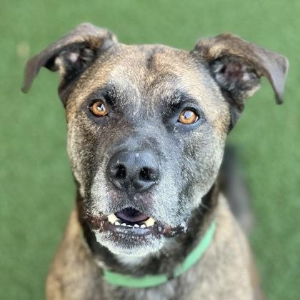 Amstel, adoptable, Adult Male German Shepherd Dog & Miniature Poodle.