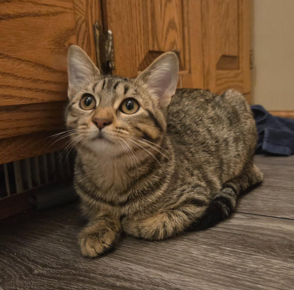 Enlarge Hubbub, a Adoptable mixed breed in Minneapolis, MN image 1/3