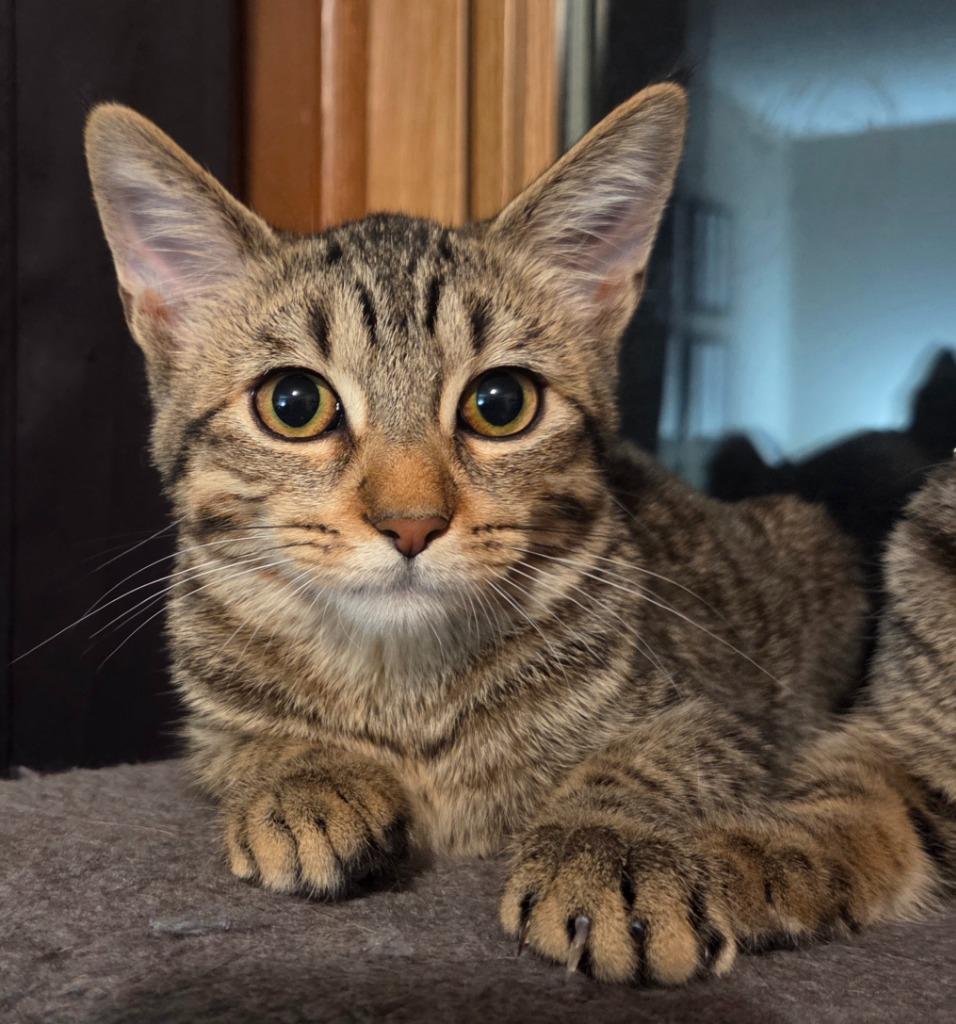 Enlarge Hubbub, a Adoptable mixed breed in Minneapolis, MN image 3/3