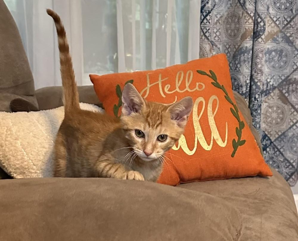 Tang, Adoptable, Kitten Male Domestic Short Hair.