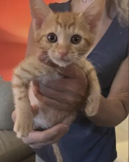 Enlarge Tang, a Adoptable mixed breed in Wilmington, NC image 3/4