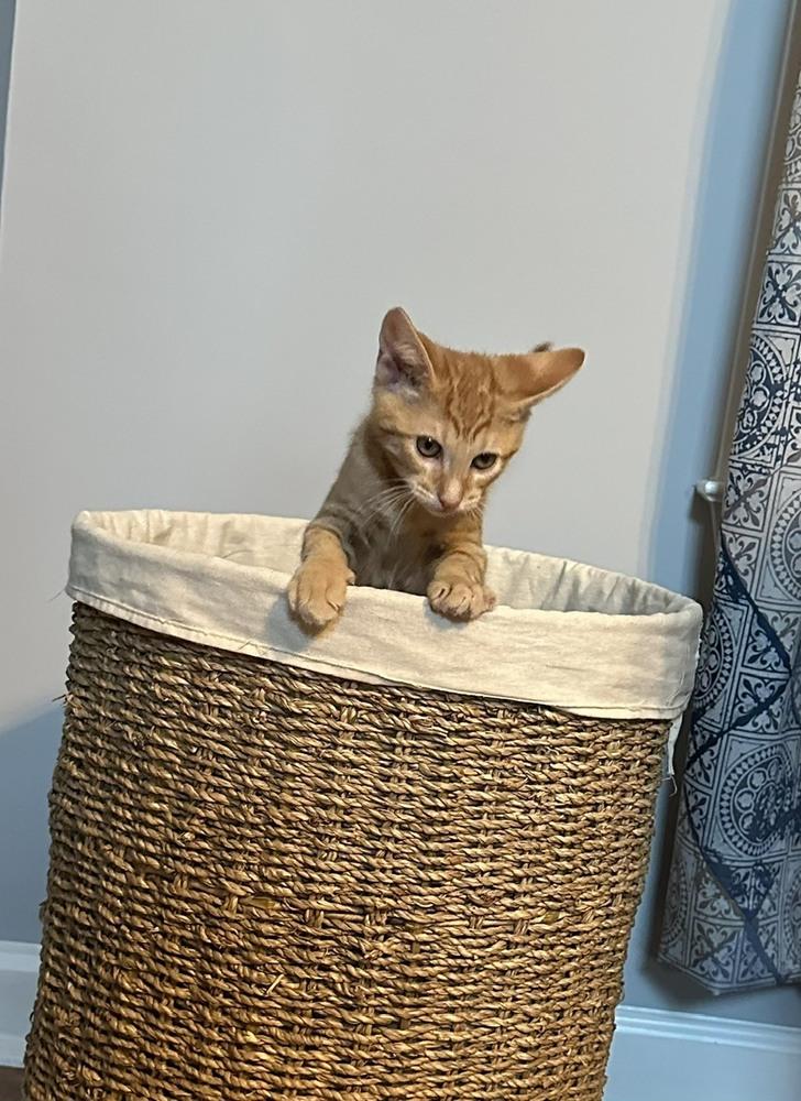 Enlarge Tang, a Adoptable mixed breed in Wilmington, NC image 4/4