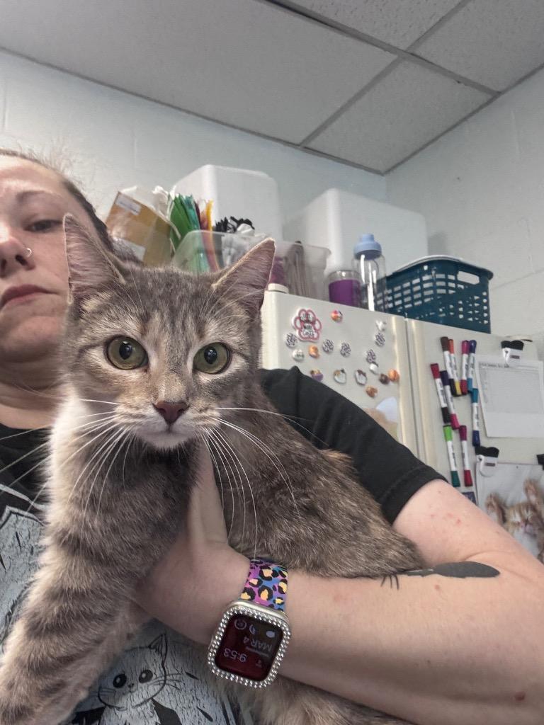 Enlarge Brie, a Adoptable mixed breed in Johnson City, TN image 5/6
