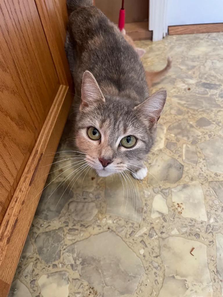 Enlarge Brie, a Adoptable mixed breed in Johnson City, TN image 6/6