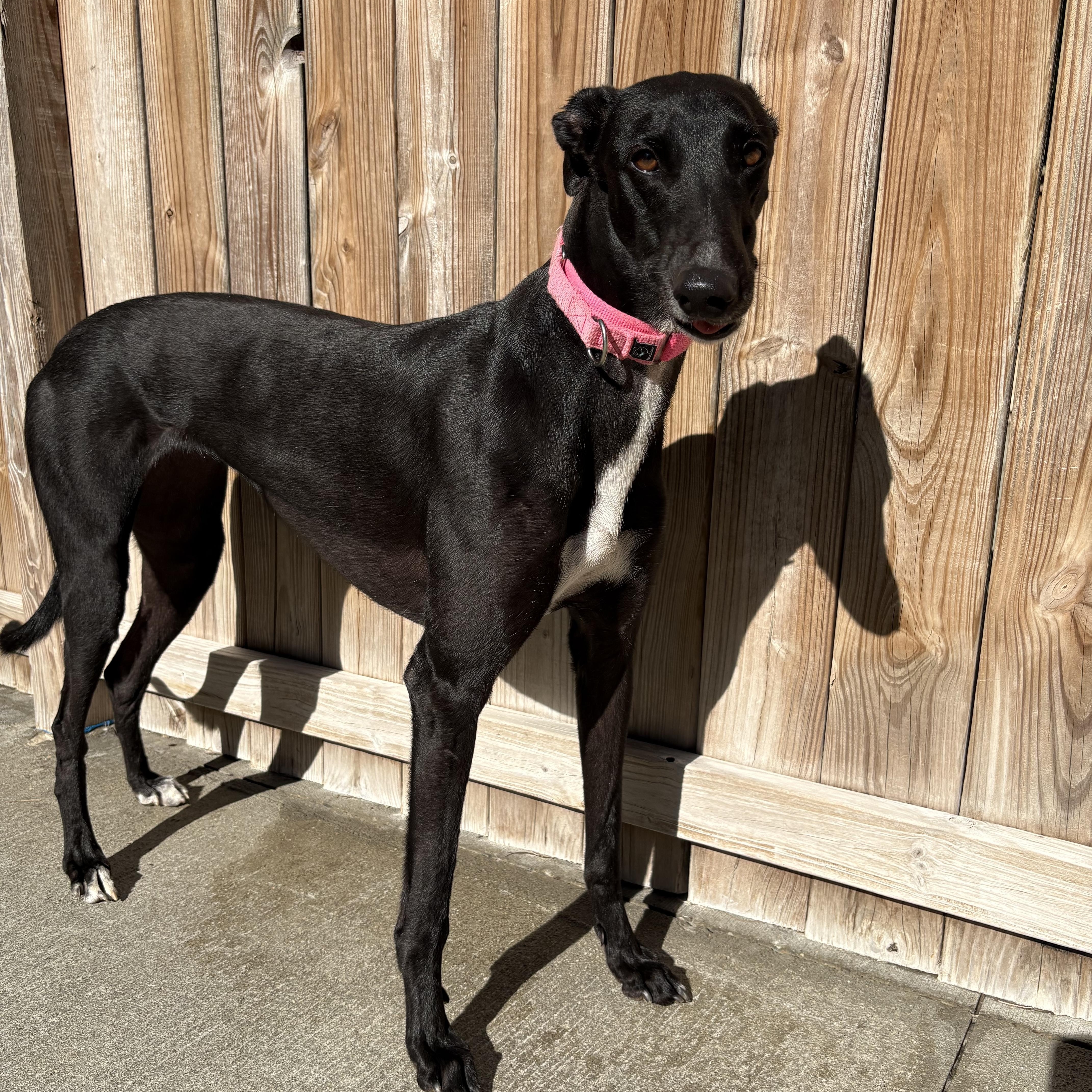 Enlarge Lovey, a ADOPTABLE Greyhound in Swanzey, NH image 3/3