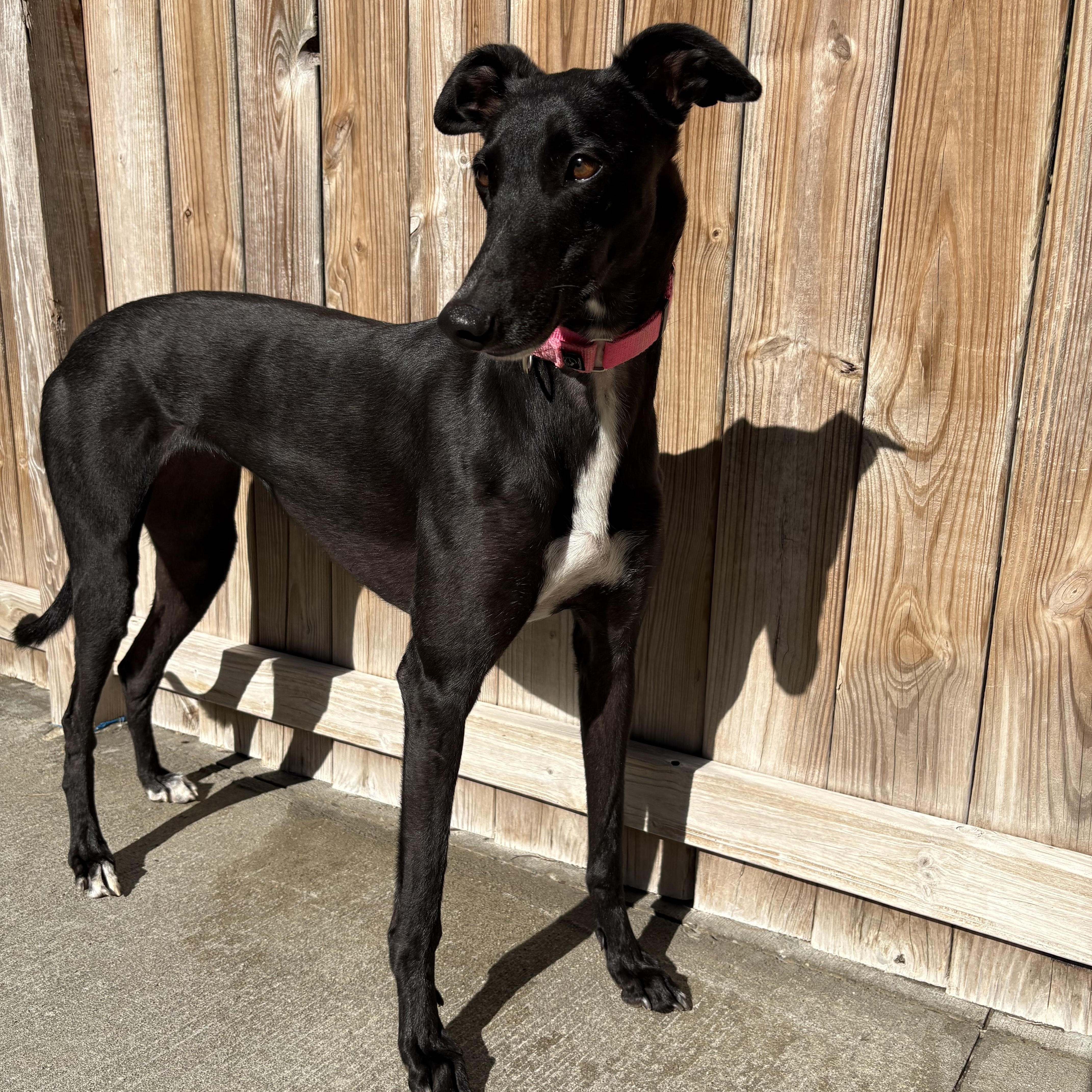 Lovey, ADOPTABLE, Adult Female Greyhound.