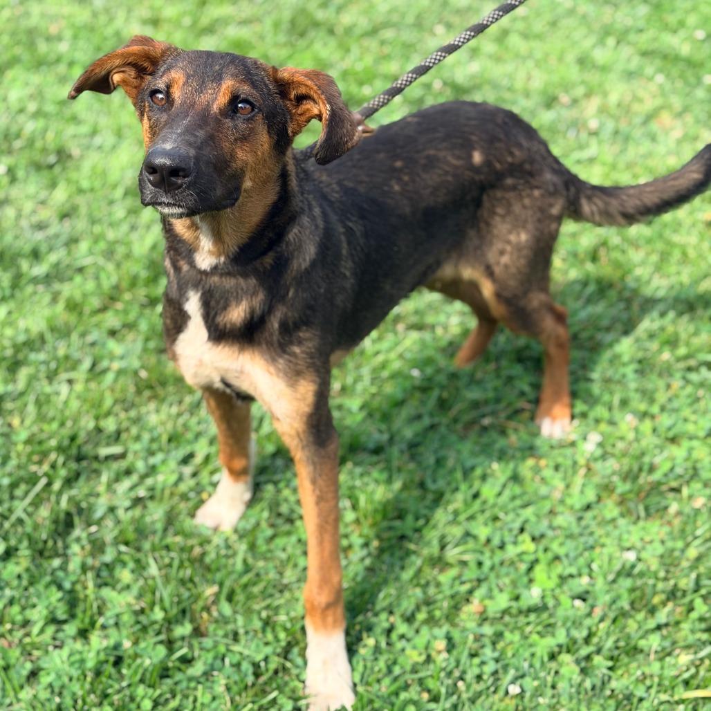 Viola, Adoptable, Adult Female Mixed Breed.