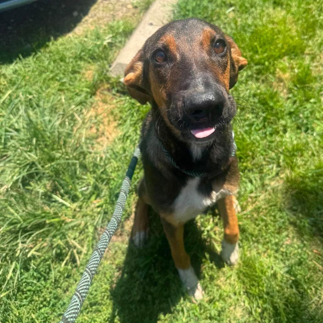 Enlarge Viola, a Adoptable Mixed Breed in Huntington, WV image 2/6