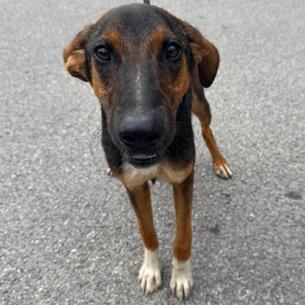 Enlarge Viola, a Adoptable Mixed Breed in Huntington, WV image 3/6