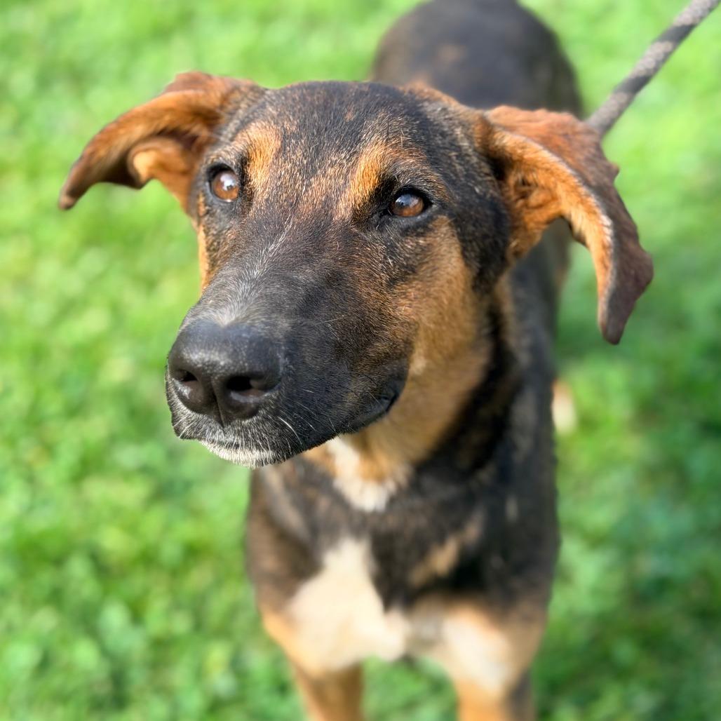 Enlarge Viola, a Adoptable Mixed Breed in Huntington, WV image 4/6