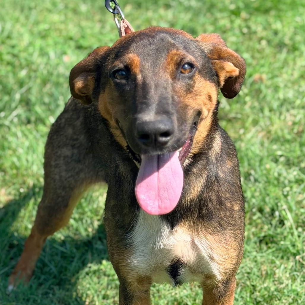 Enlarge Viola, a Adoptable Mixed Breed in Huntington, WV image 5/6