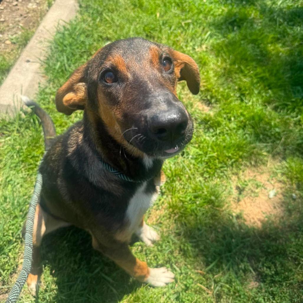 Enlarge Viola, a Adoptable Mixed Breed in Huntington, WV image 6/6