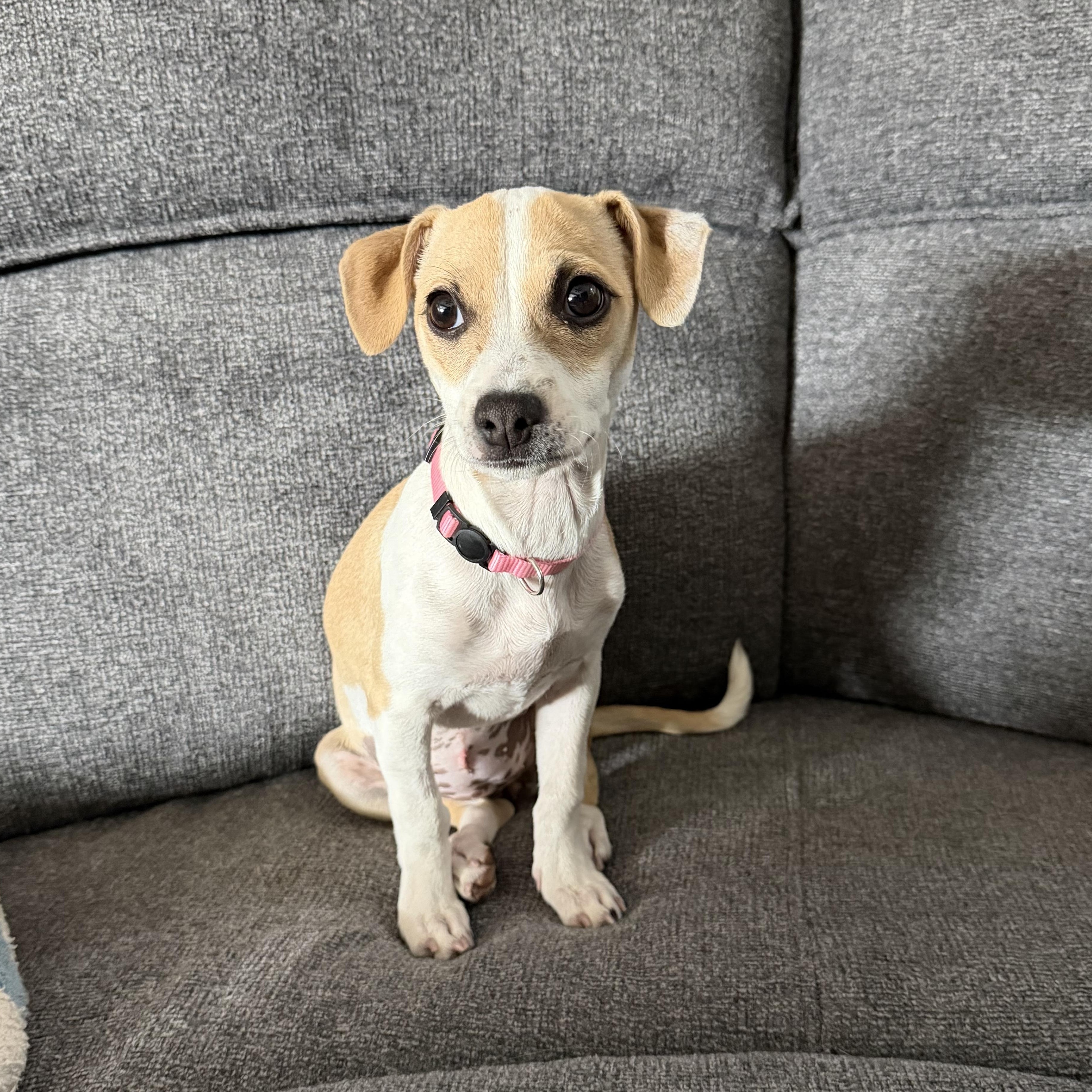 Mulan , ADOPTABLE, Puppy Female Chihuahua.