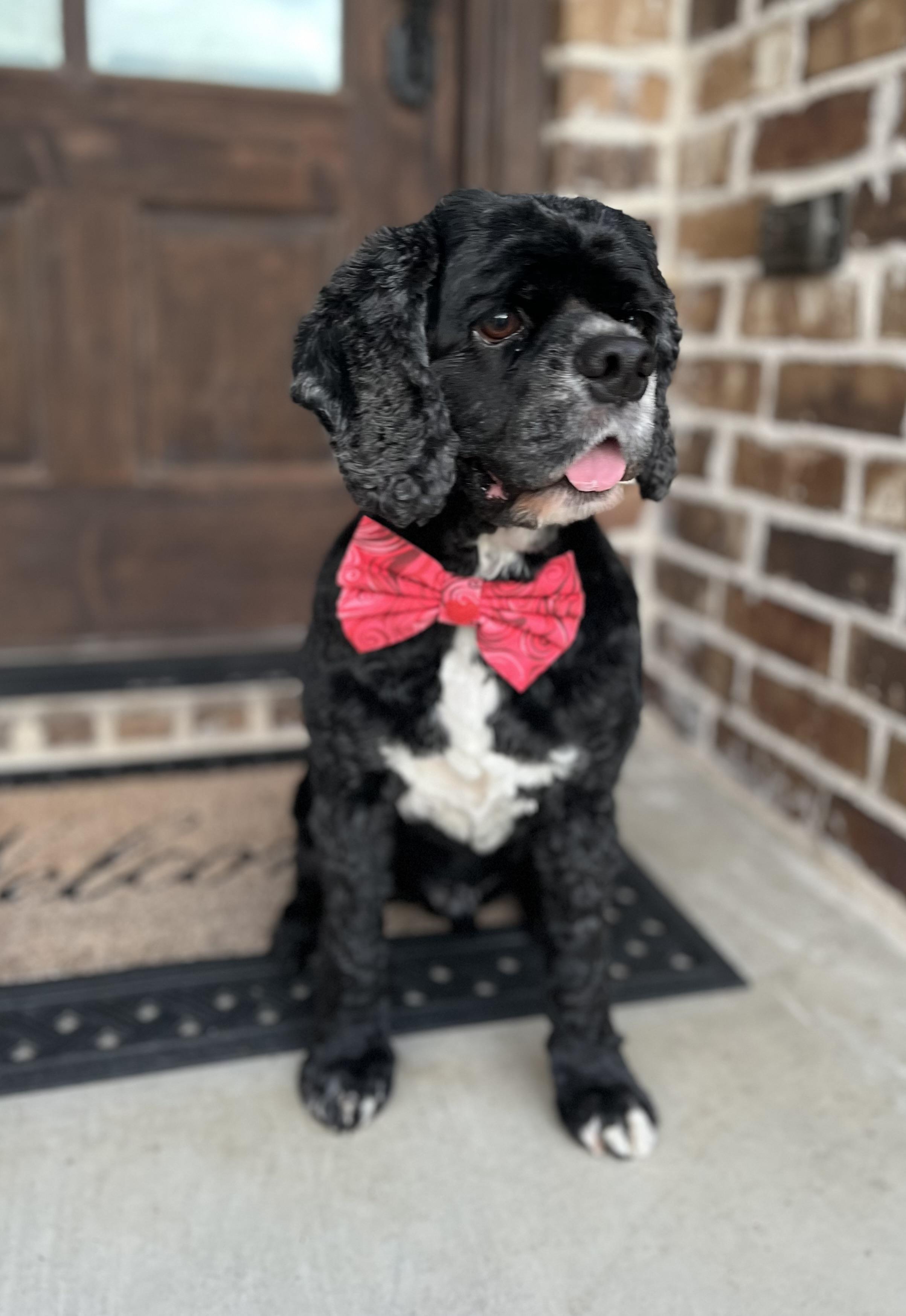 Ross, an adopted Cocker Spaniel in Mendham, NJ image 2/6