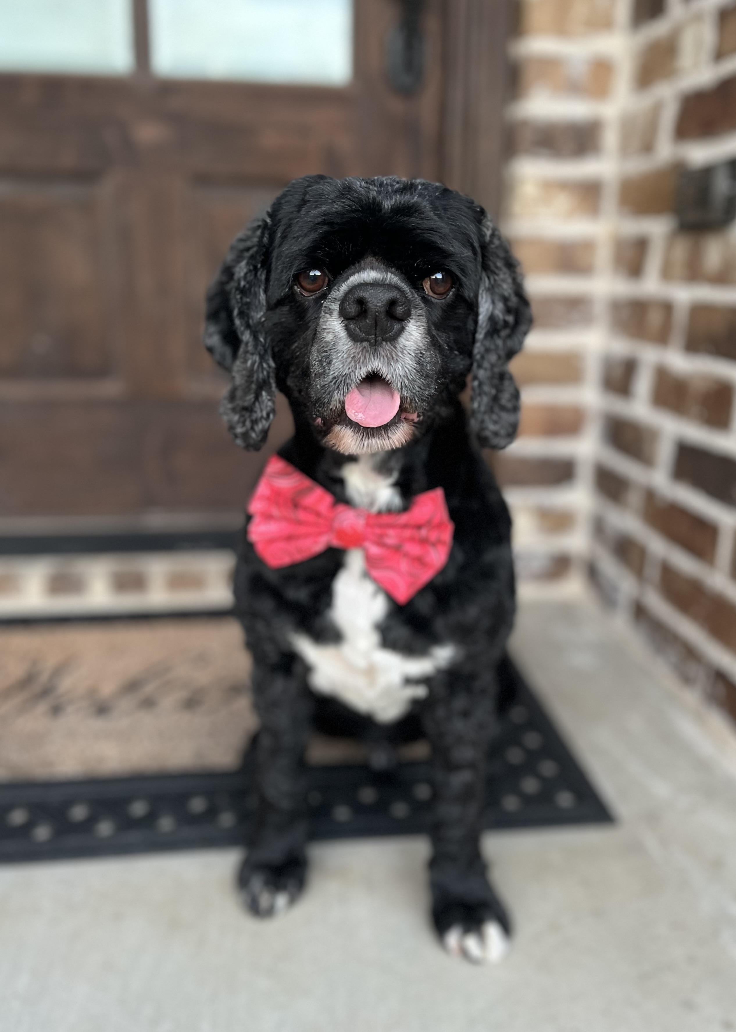 Ross, an adopted Cocker Spaniel in Mendham, NJ image 3/6