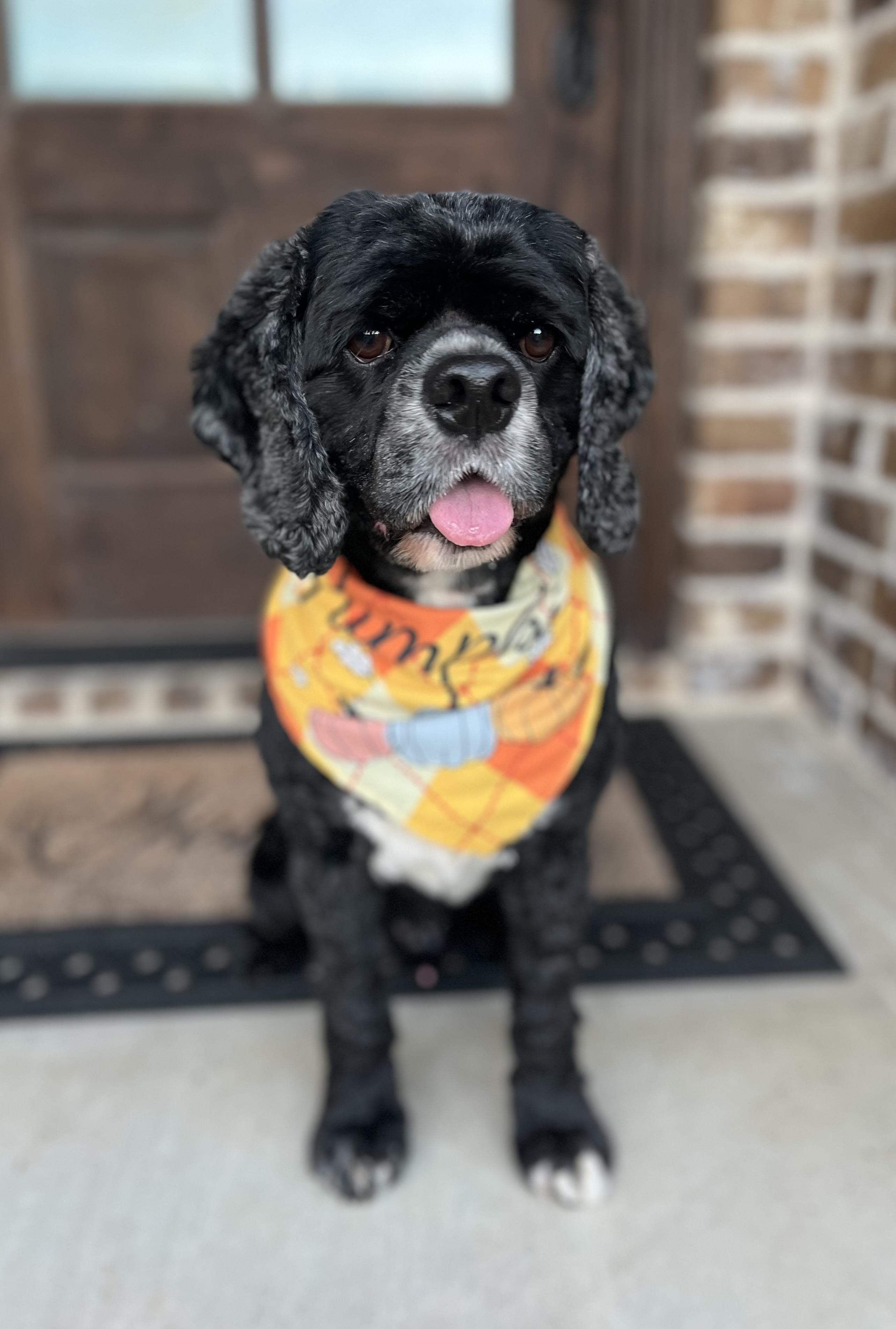 Ross, an adopted Cocker Spaniel in Mendham, NJ image 4/6