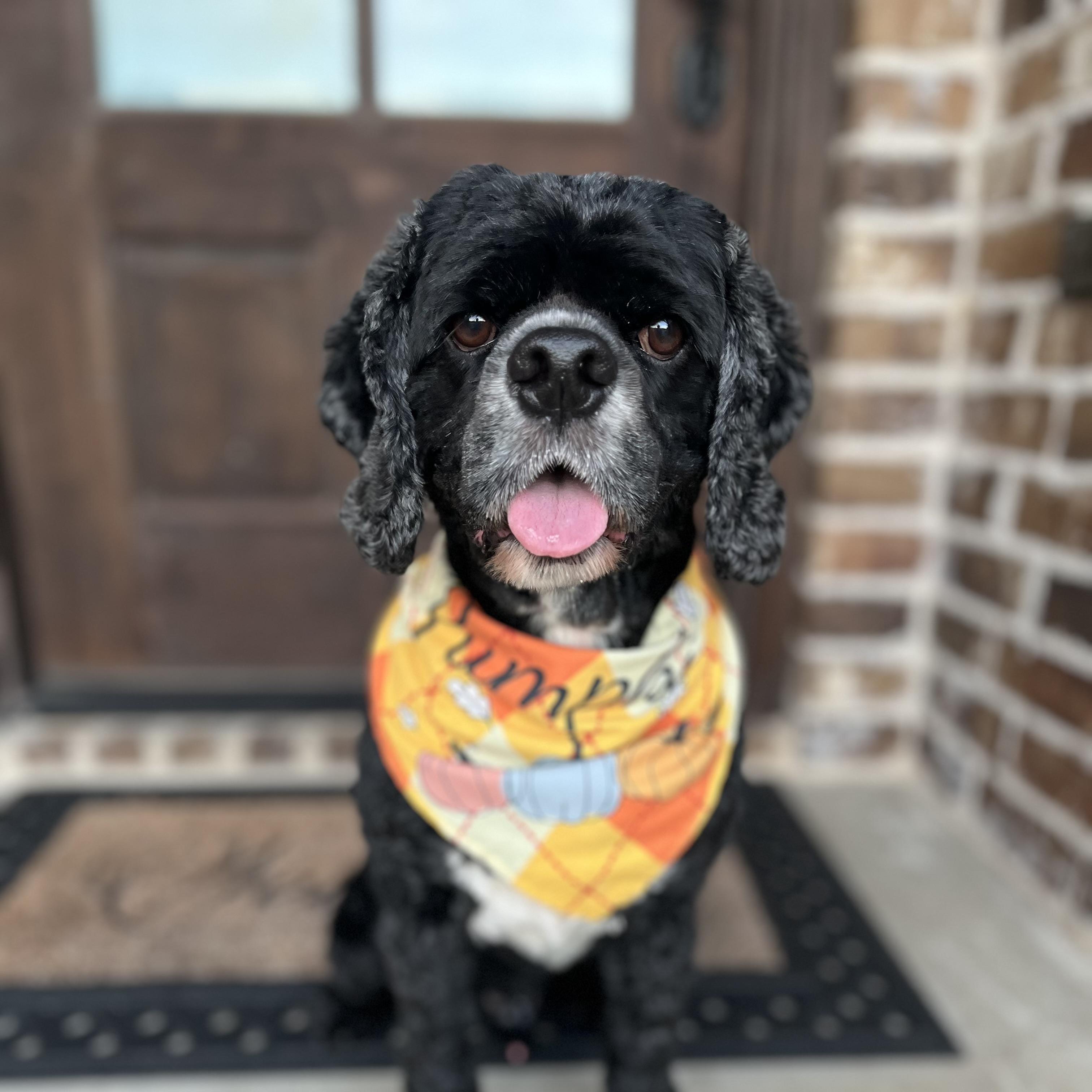 Ross, Adoptable, Adult Male Cocker Spaniel.