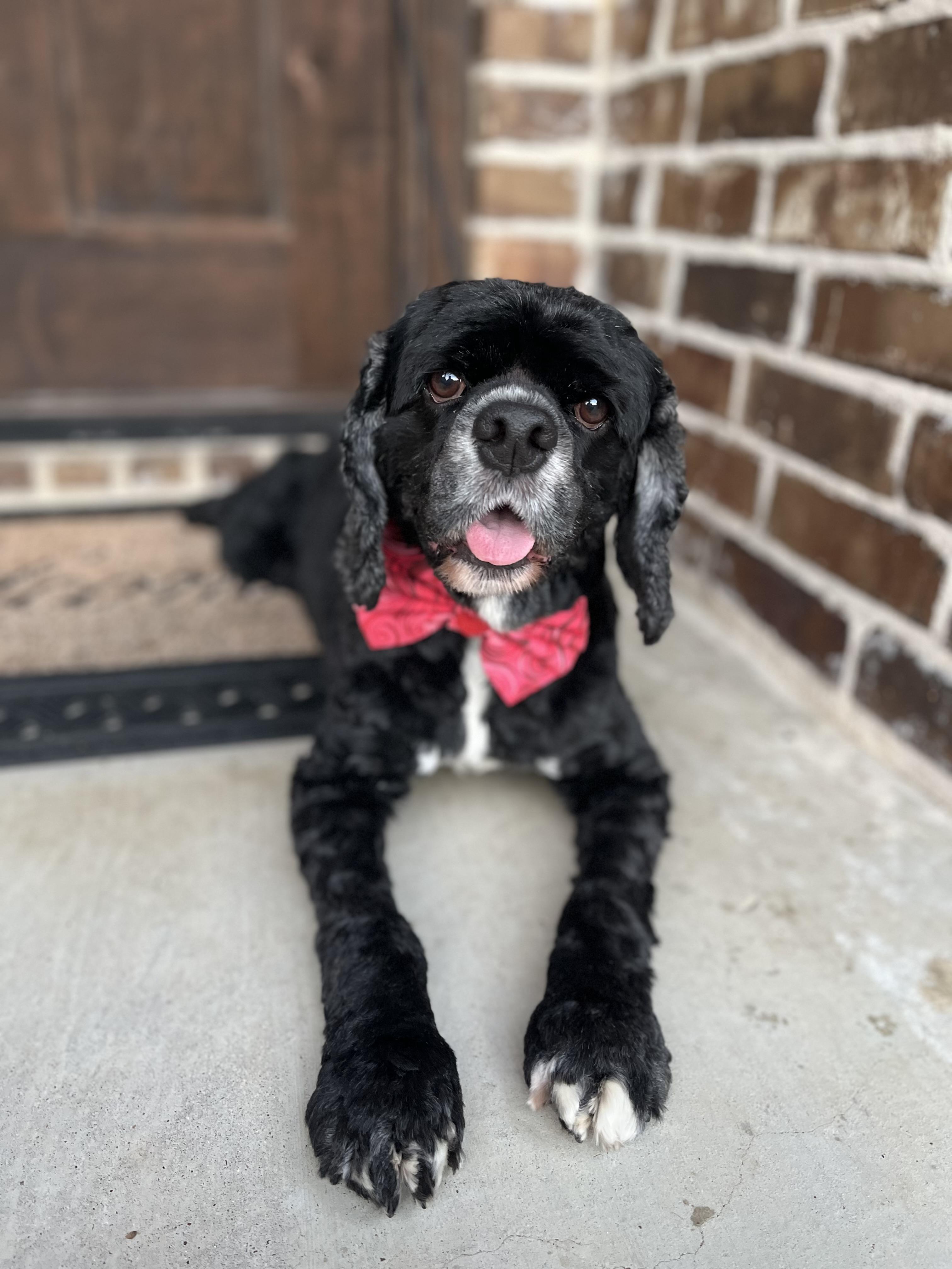Ross, an adopted Cocker Spaniel in Mendham, NJ image 5/6