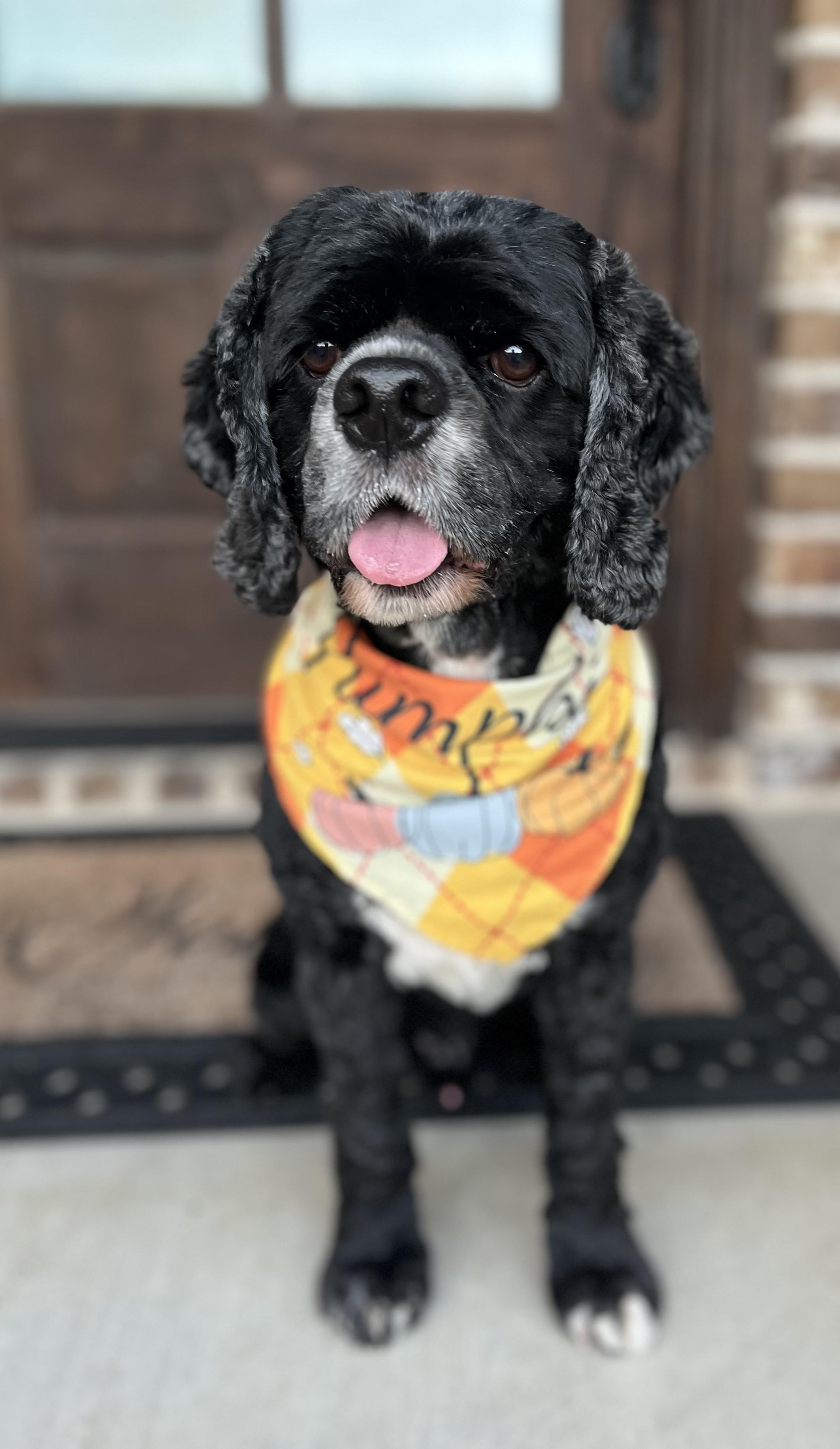 Ross, an adopted Cocker Spaniel in Mendham, NJ image 6/6